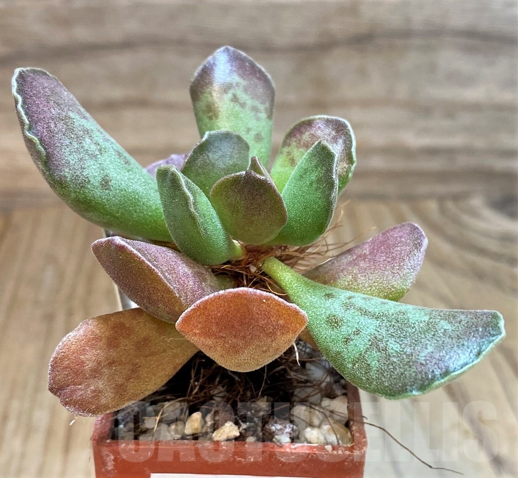 SH24629 Adromischus cooperi x cristatus - immagine 2