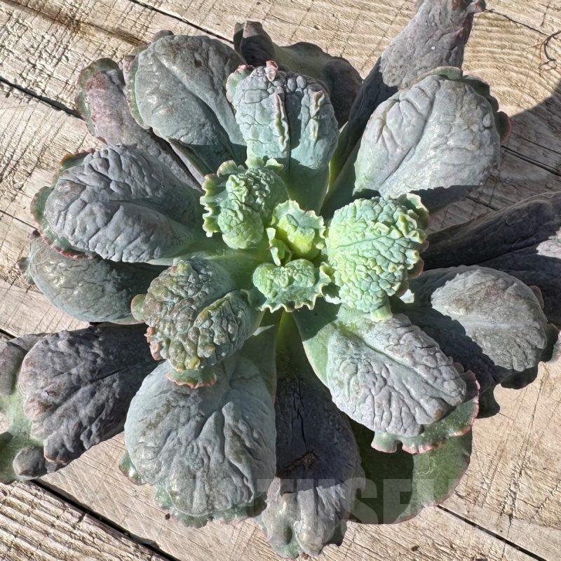 SH24876 Echeveria ‘Linguas’