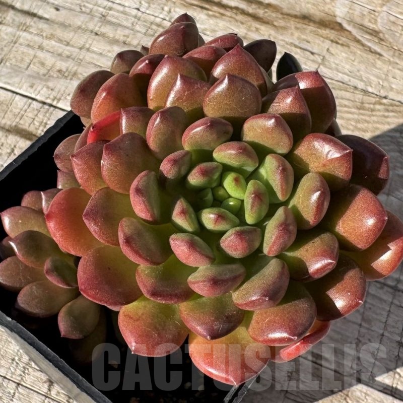 SH24877 Sedeveria ‘Pink Ruby’