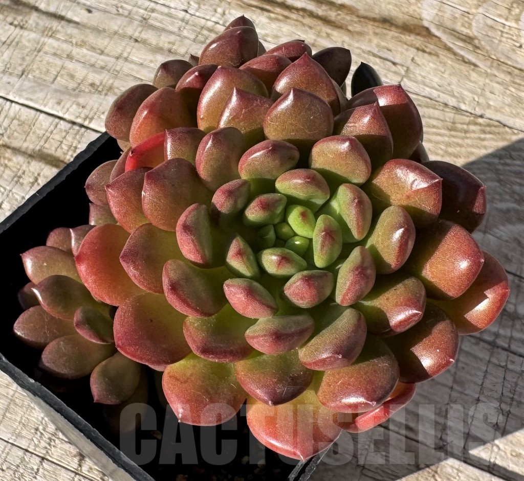 SH24877 Sedeveria ‘Pink Ruby’