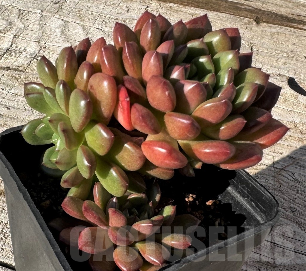 SH24877 Sedeveria ‘Pink Ruby’ - Image 2