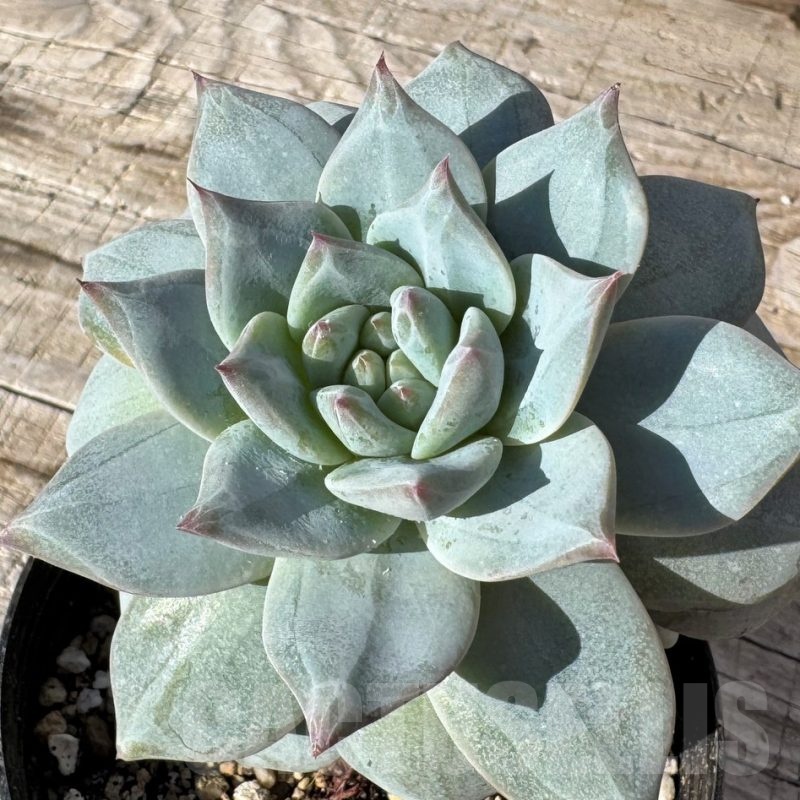 SH24878 Echeveria 'Blue Bird'