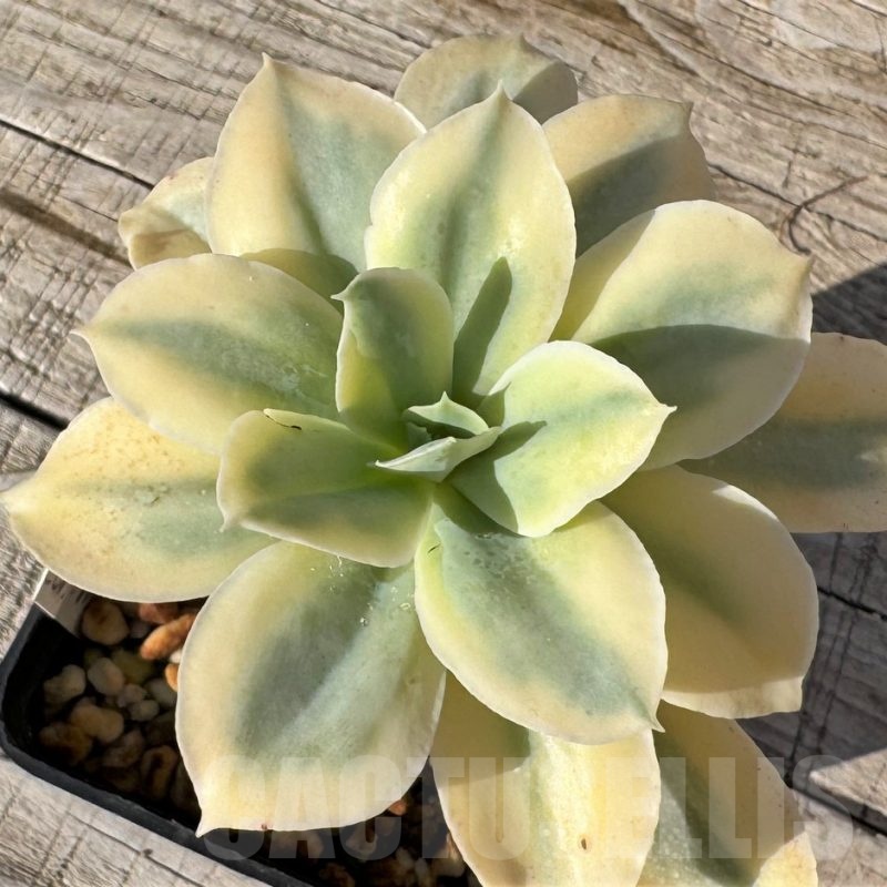 SH24879 Echeveria 'Japan Moon River' f. variegata
