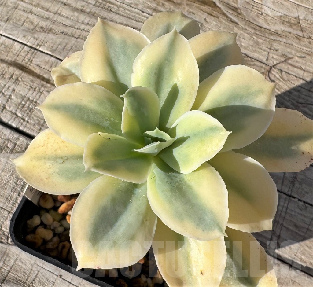 SH24879 Echeveria 'Japan Moon River' f. variegata
