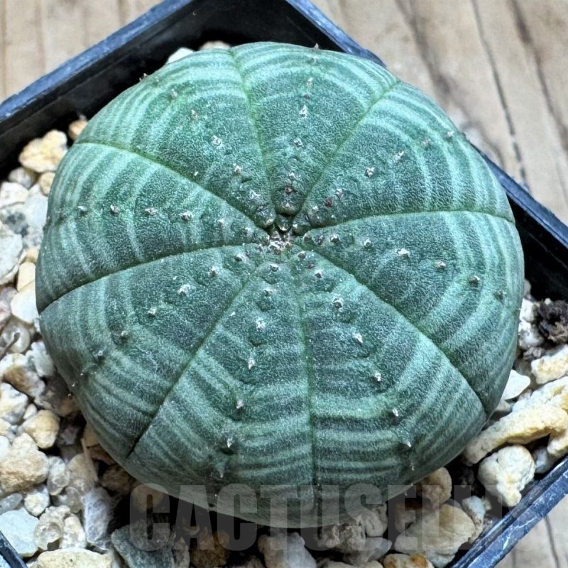 SH24815 Euphorbia symmetrica