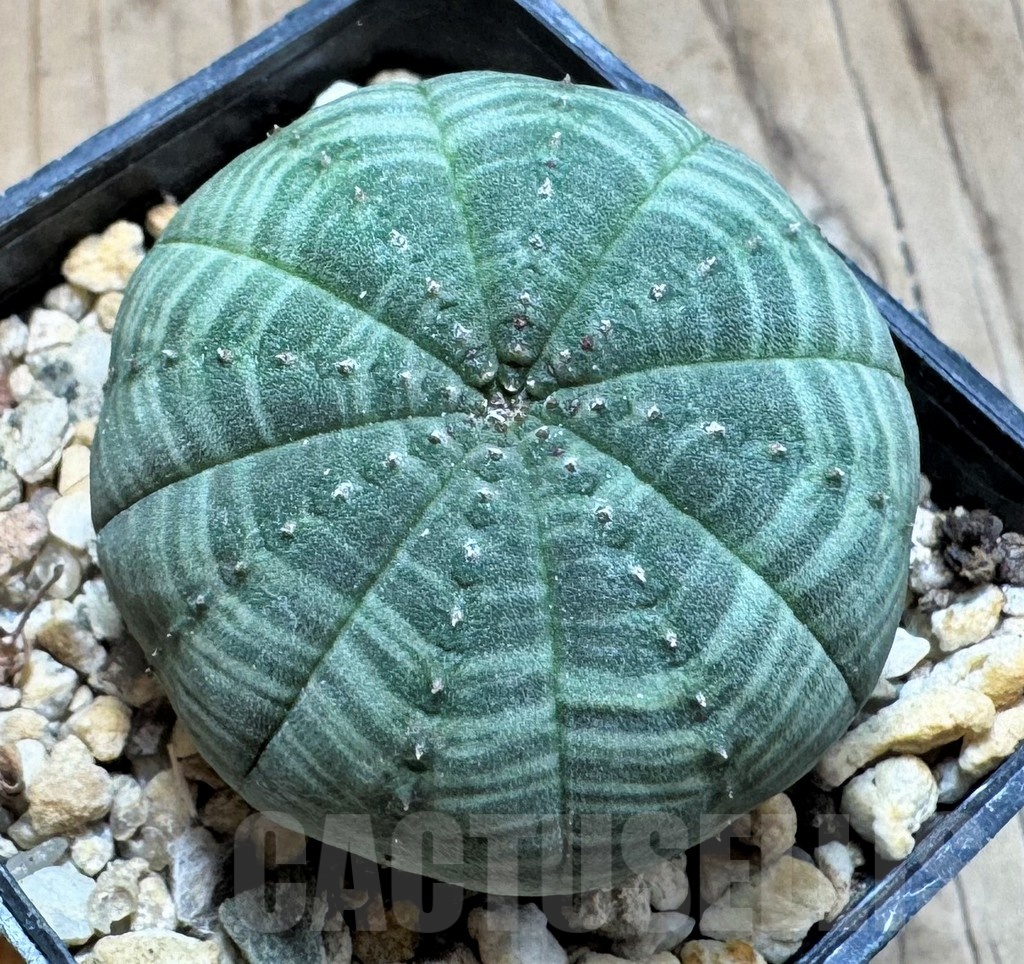 SH24815 Euphorbia symmetrica