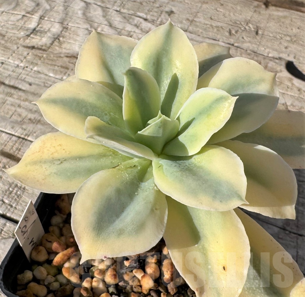 SH24879 Echeveria 'Japan Moon River' f. variegata - Image 2