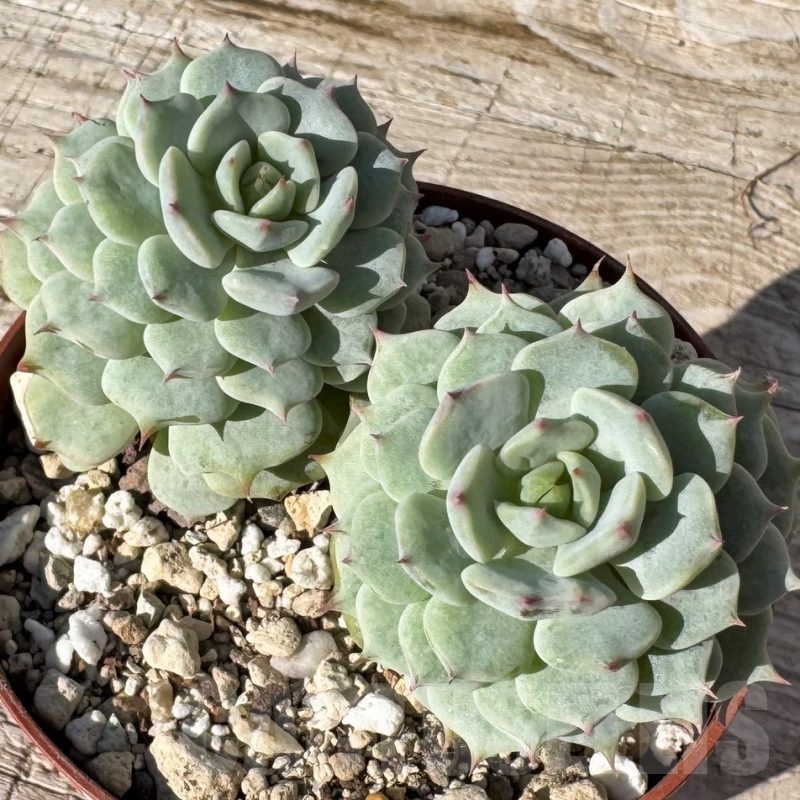 SH24880 Echeveria 'Sugar Princess'