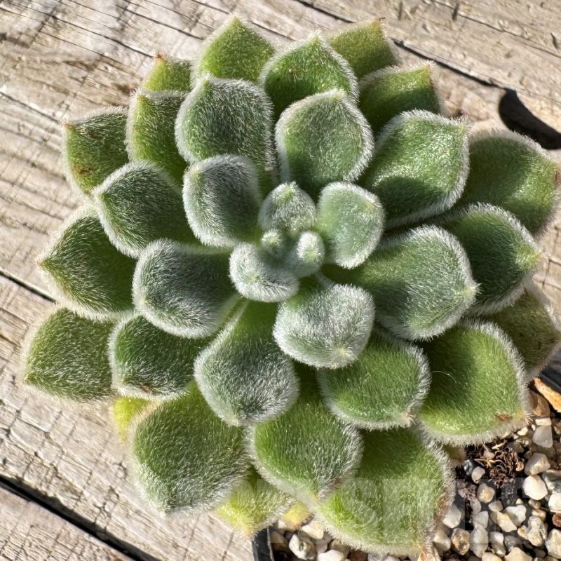 SH24881 Echeveria setosa