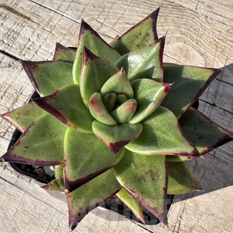SH24882 Echeveria agavoides 'Ebony'