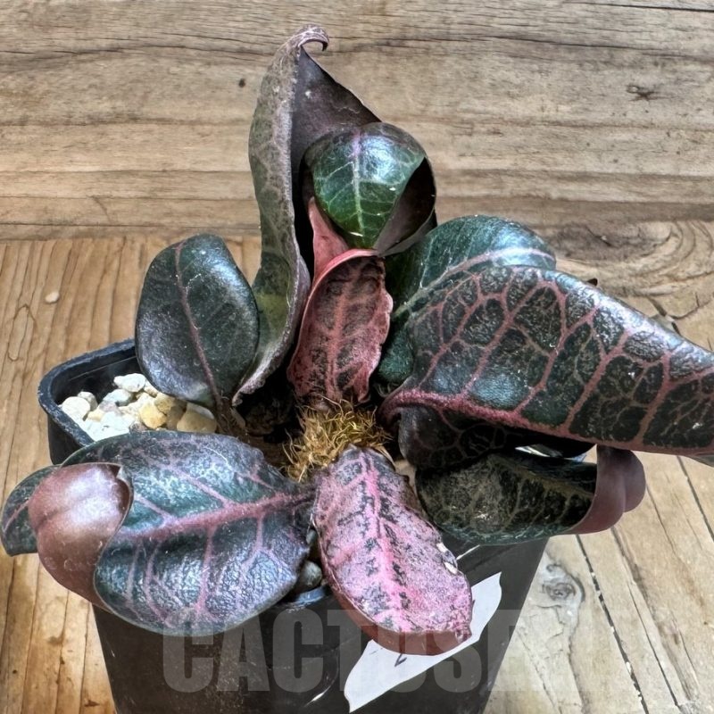 SH24821 Euphorbia francoisii hybrid