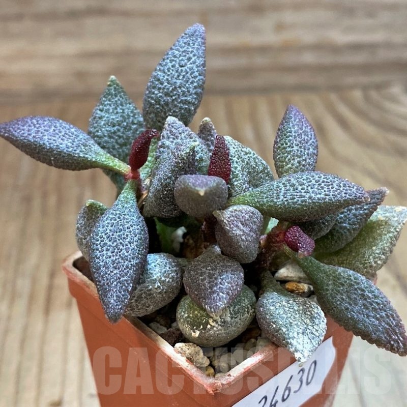 SH24630 Adromischus marianiae