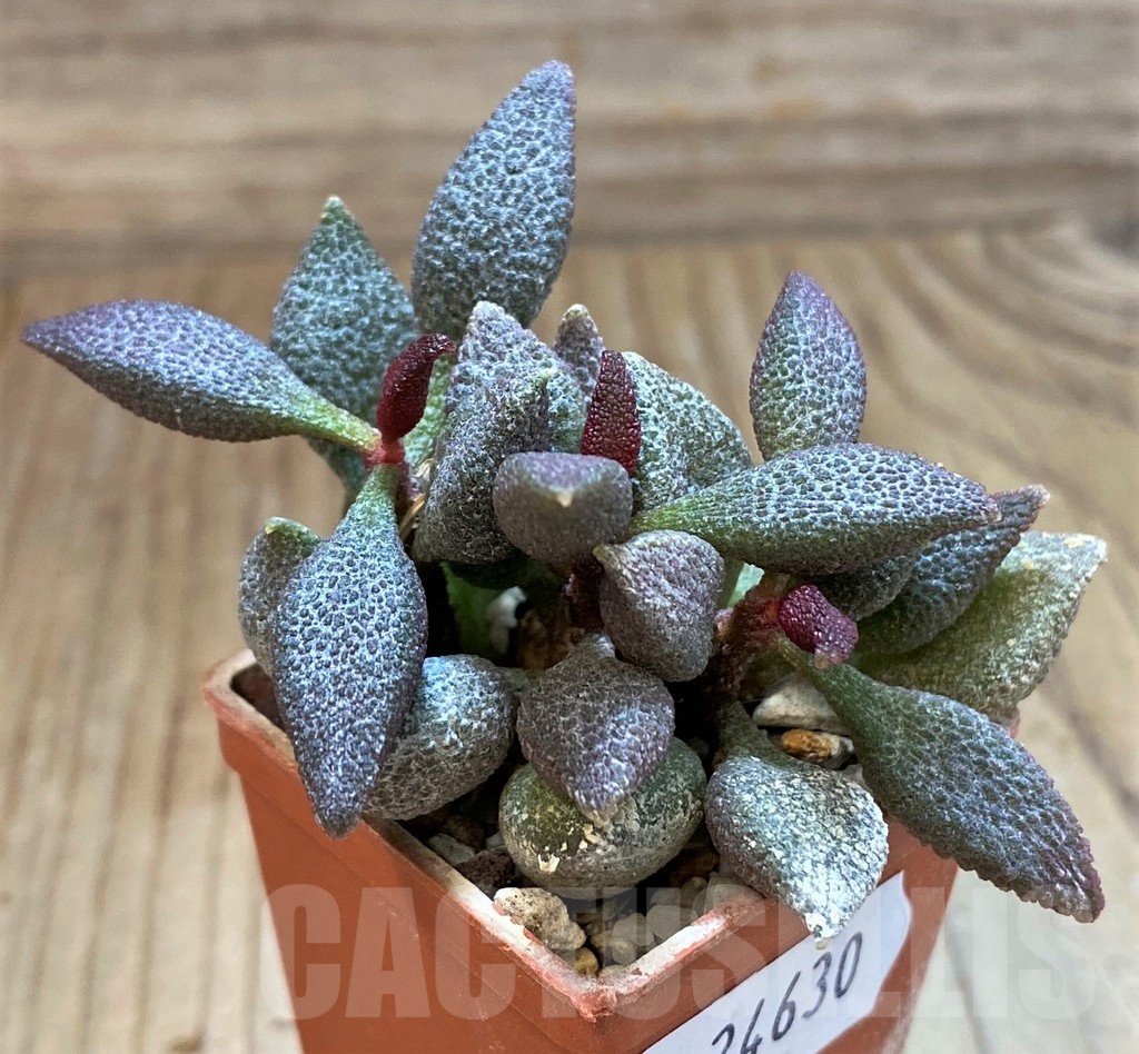 SH24630 Adromischus marianiae