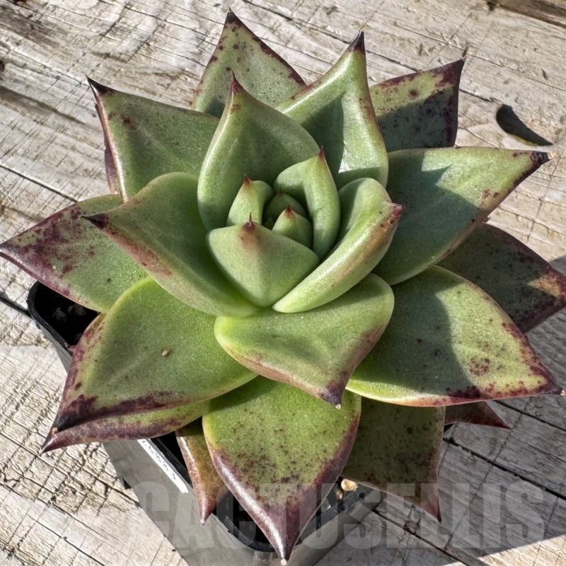 SH24883 Echeveria agavoides 'Ebony'