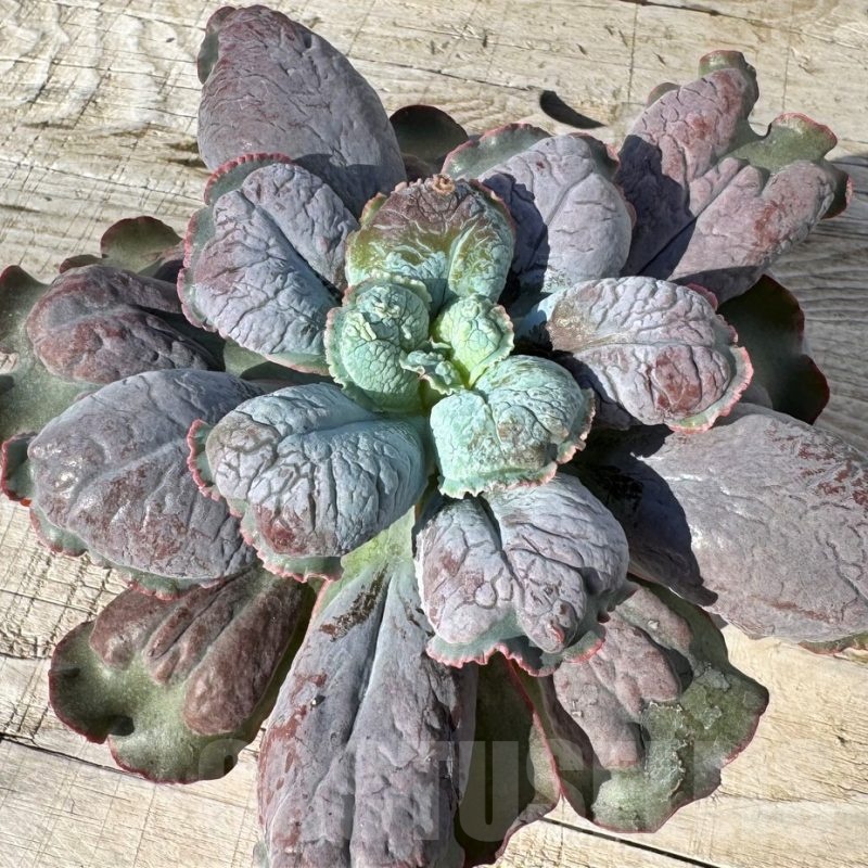 SH24884 Echeveria ‘Linguas’