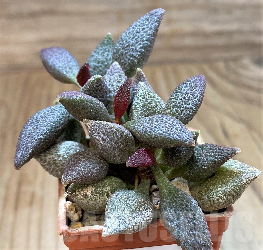SH24630 Adromischus marianiae - immagine 2