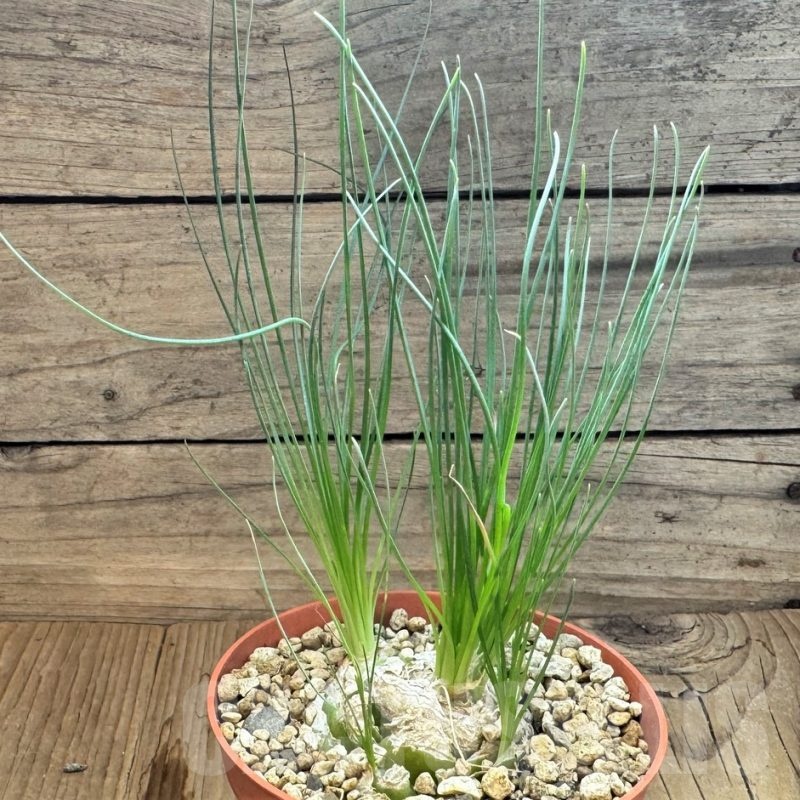 SH24822 Ornithogalum circinatum ES15530