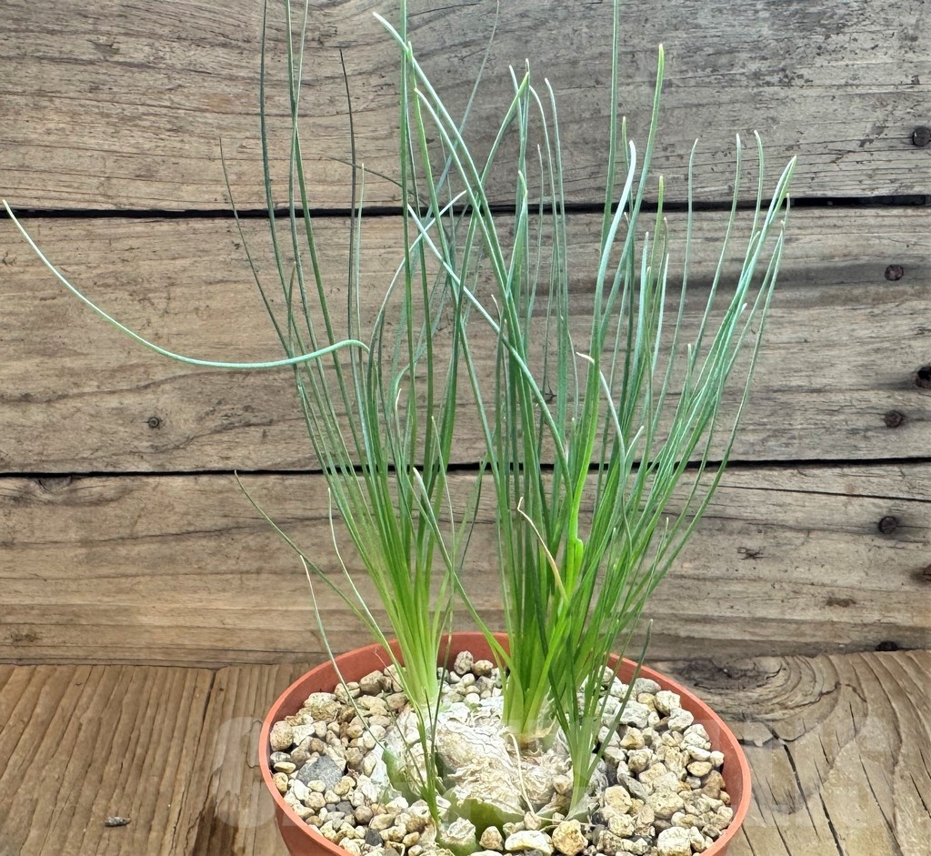 SH24822 Ornithogalum circinatum ES15530