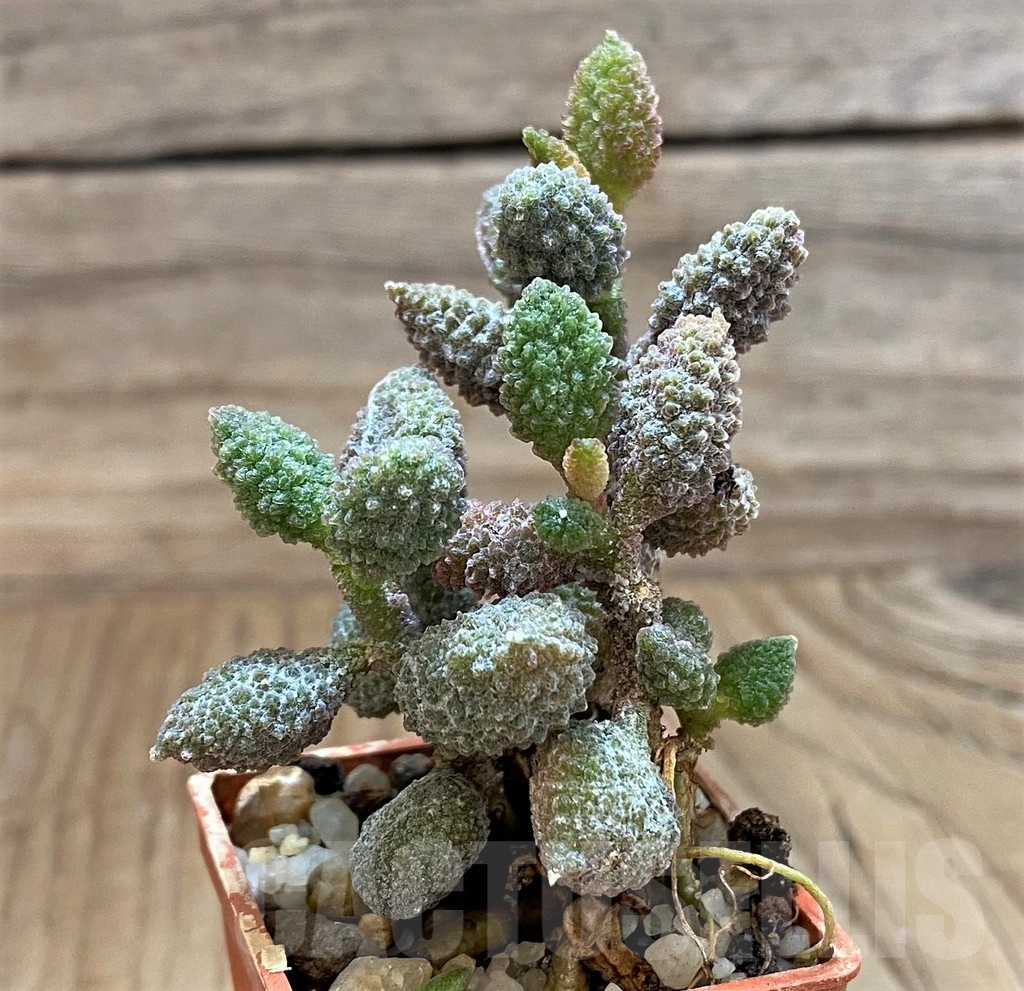 SH24631 Adromischus marianiae f. herrei - Image 3