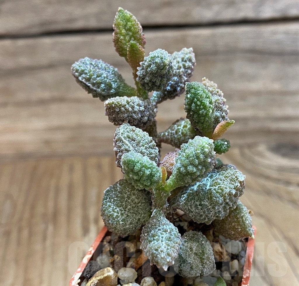 SH24631 Adromischus marianiae f. herrei - Image 2