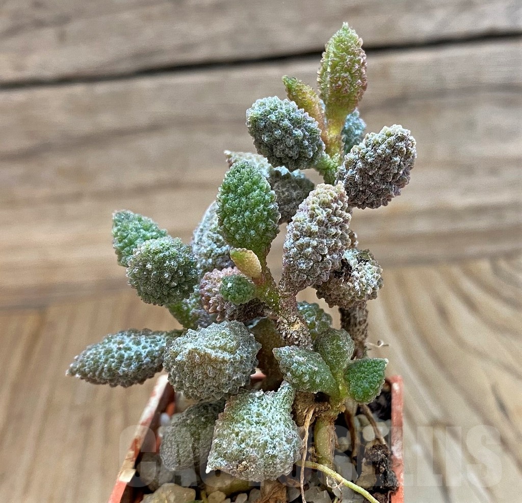 SH24631 Adromischus marianiae f. herrei