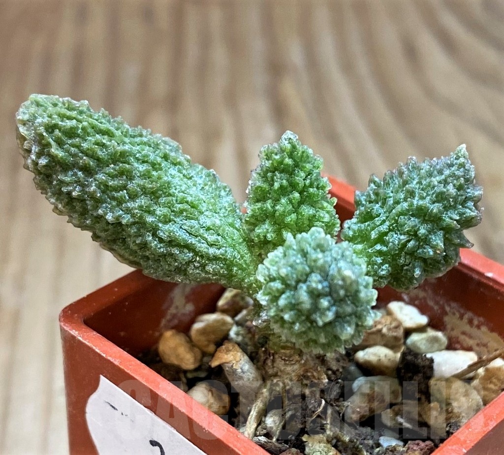 SH24632 Adromischus marianiae f. herrei - immagine 2