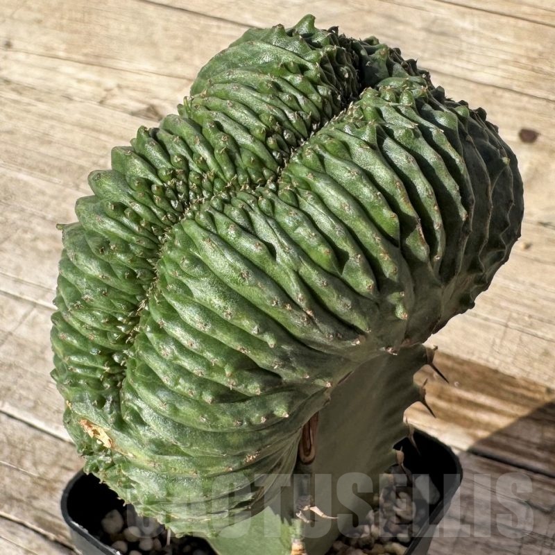 SH24823 Euphorbia obesa ‘Malik’ f. cristata, grafted