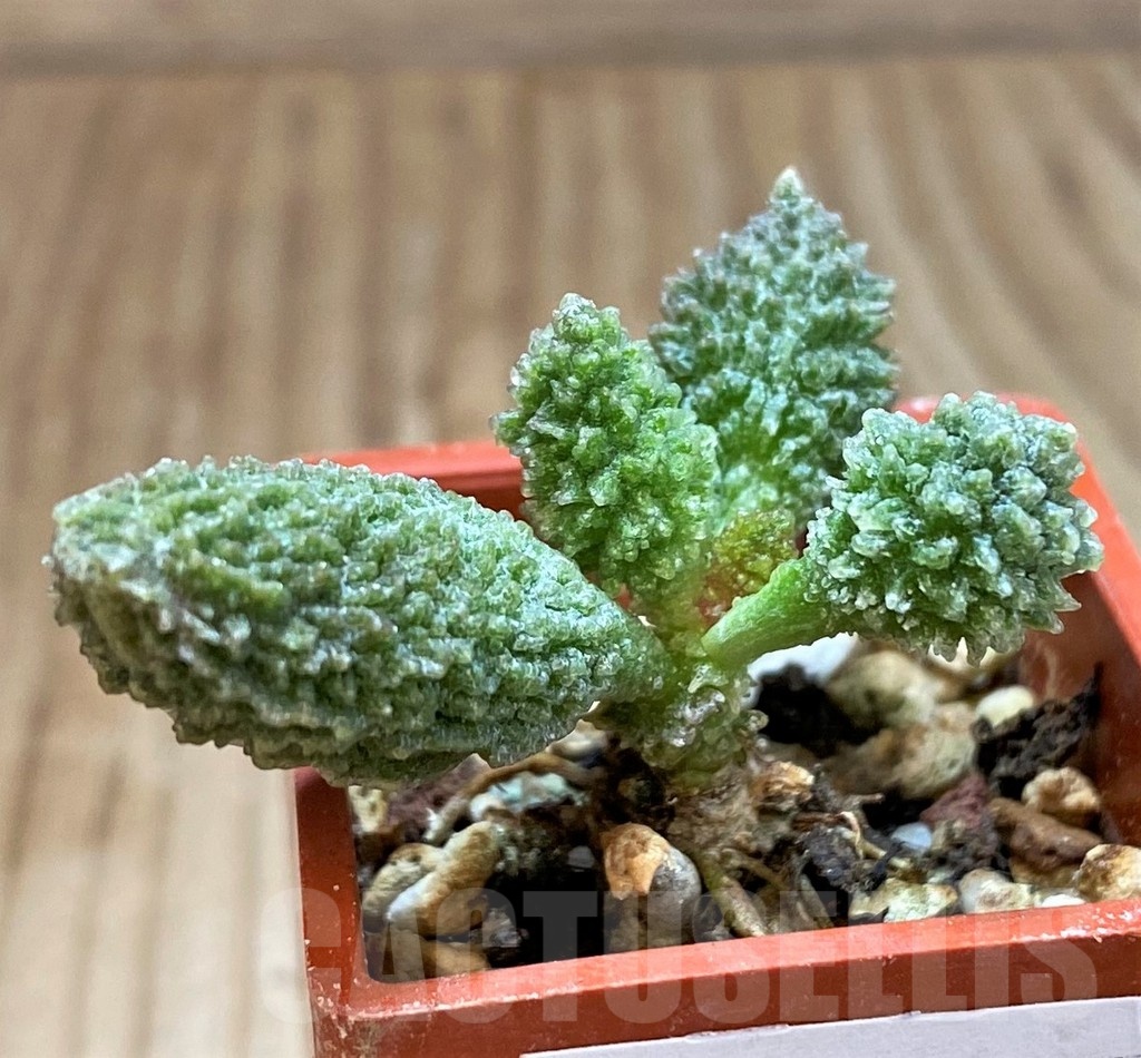SH24632 Adromischus marianiae f. herrei
