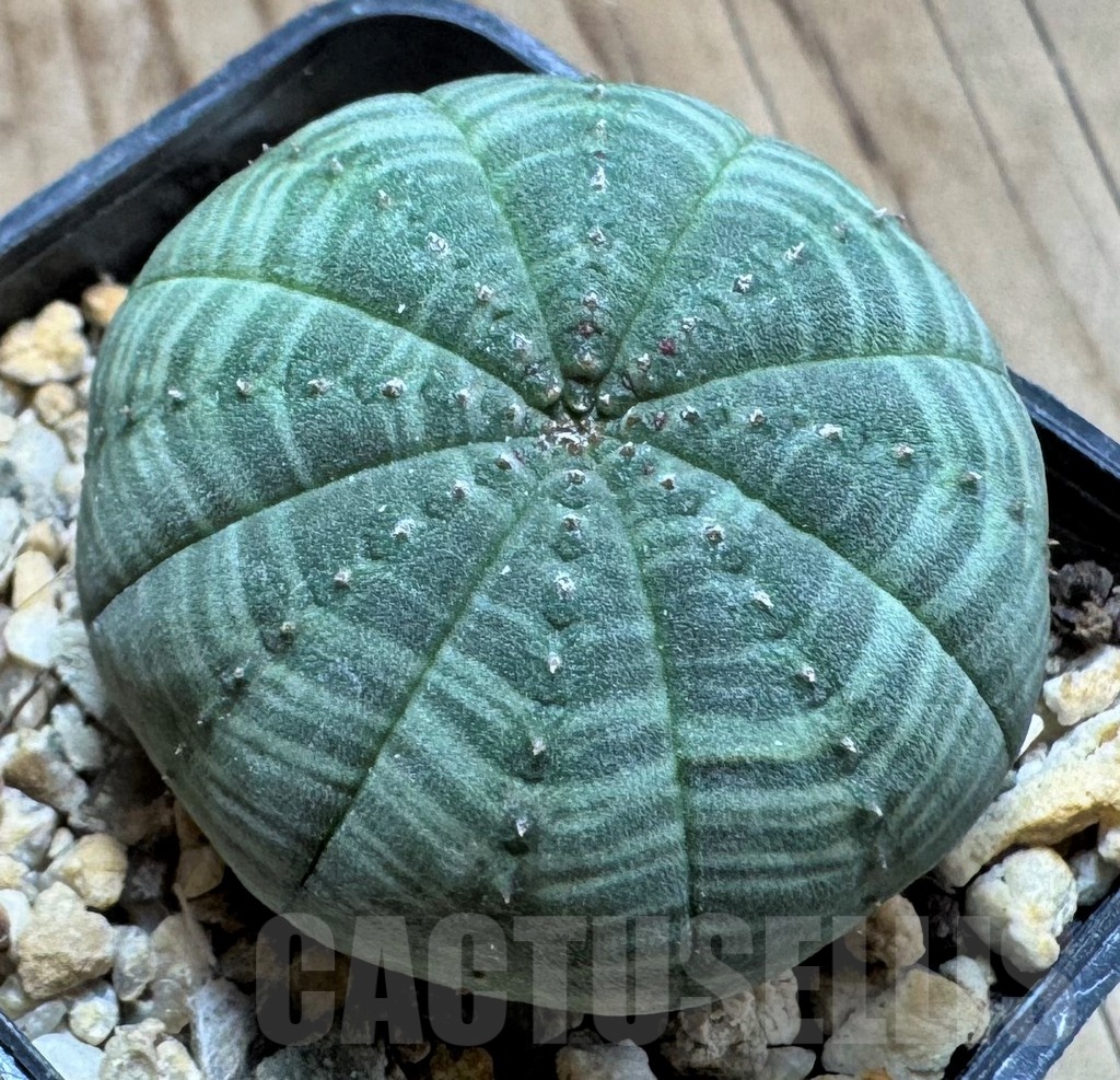 SH24815 Euphorbia symmetrica - Image 2