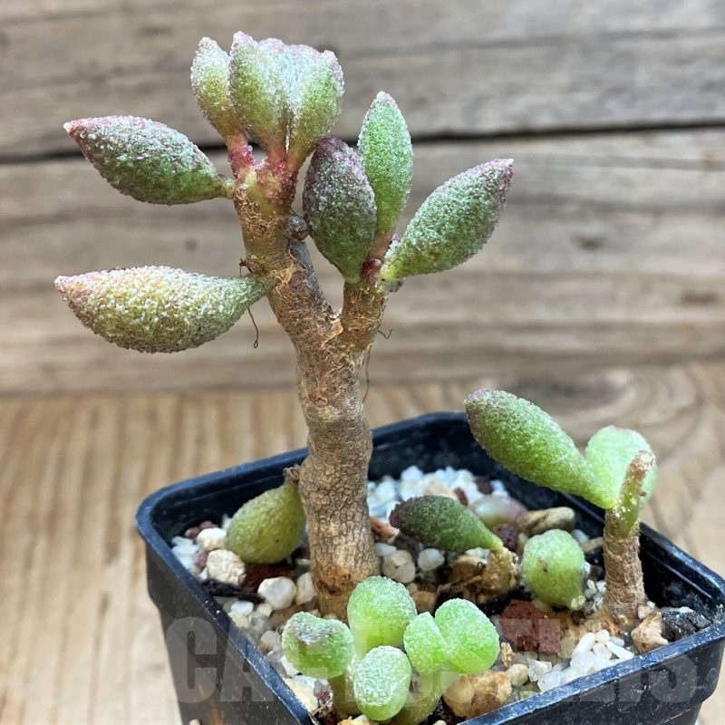 SH24633 Adromischus marianiae -A. Plapp-