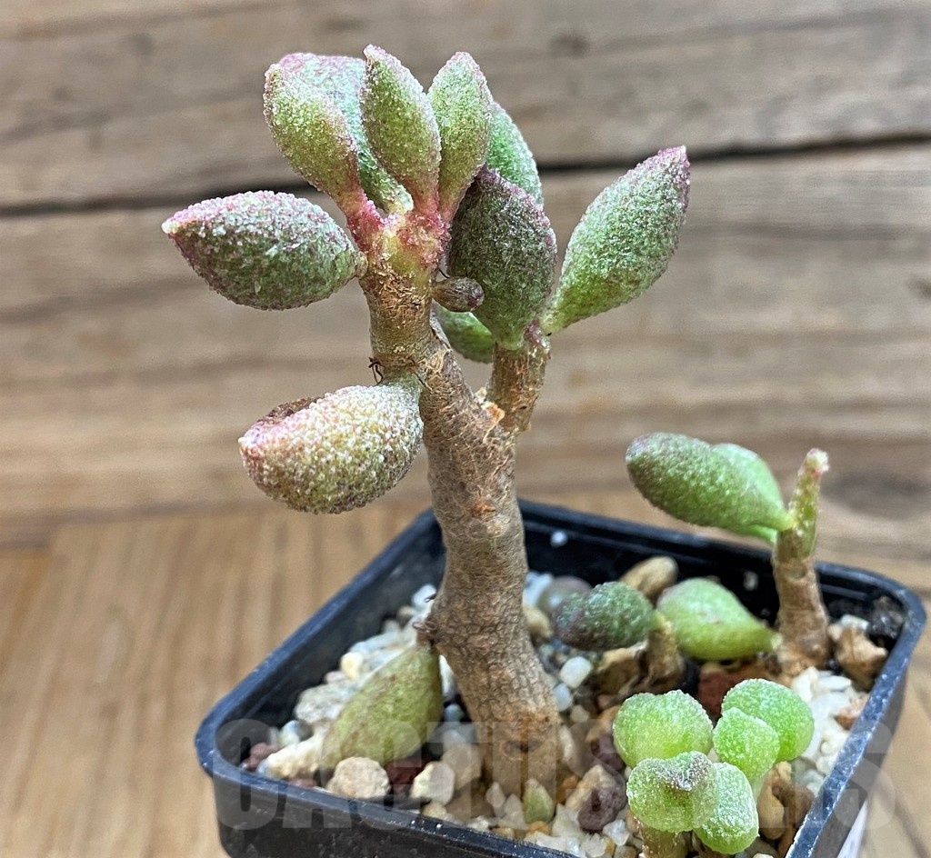 SH24633 Adromischus marianiae -A. Plapp- - immagine 2