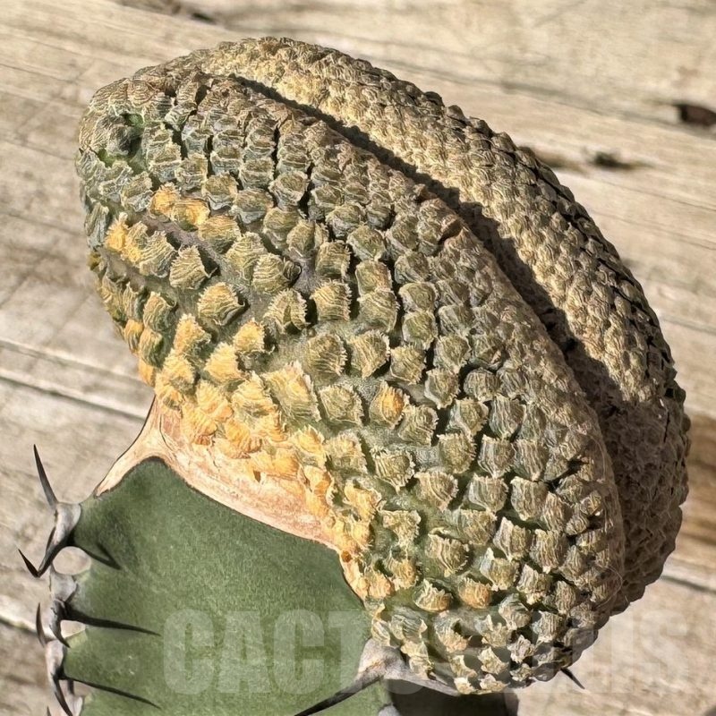 SH24824 Euphorbia piscidermis f. cristata, grafted