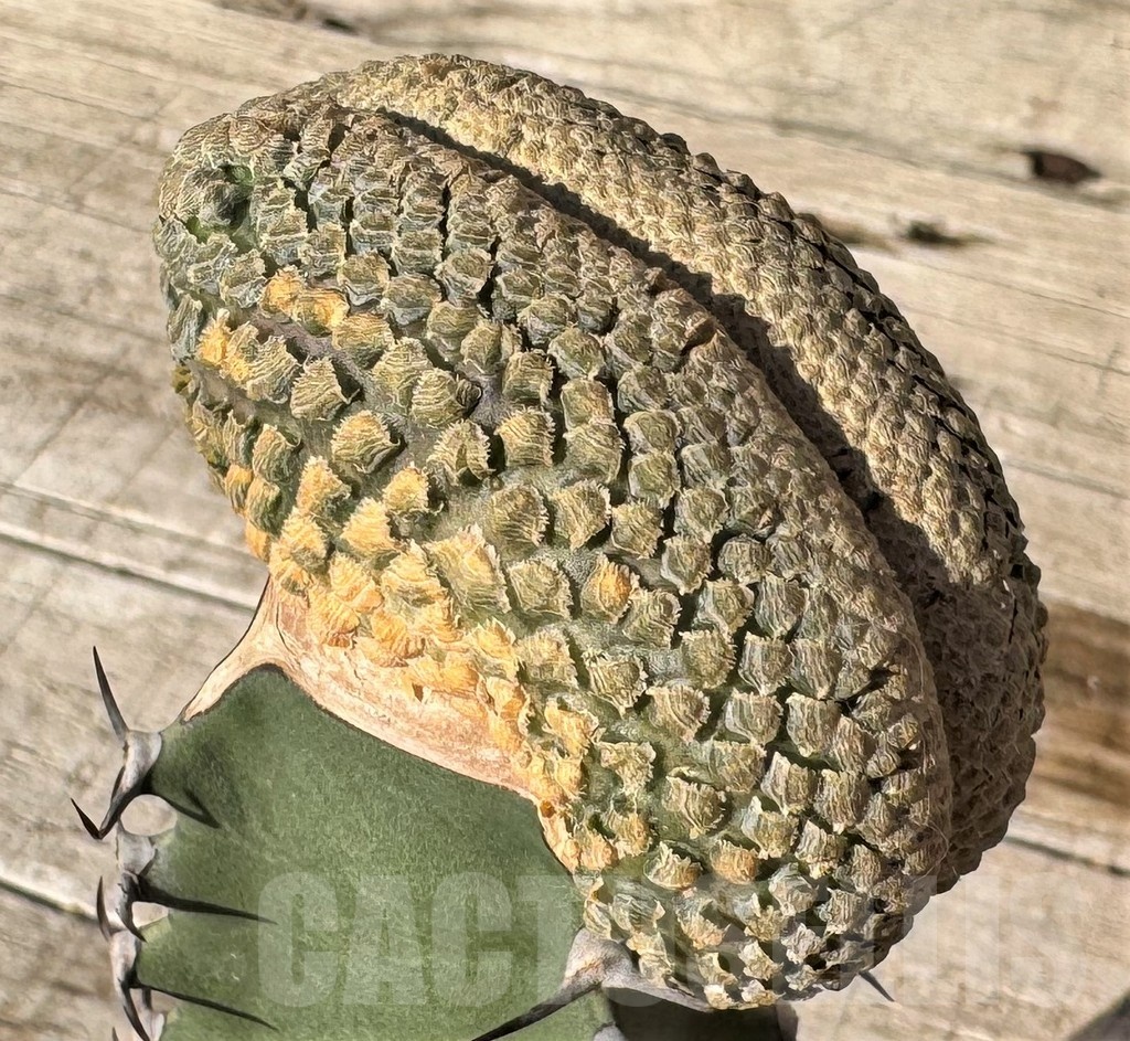 SH24824 Euphorbia piscidermis f. cristata, grafted