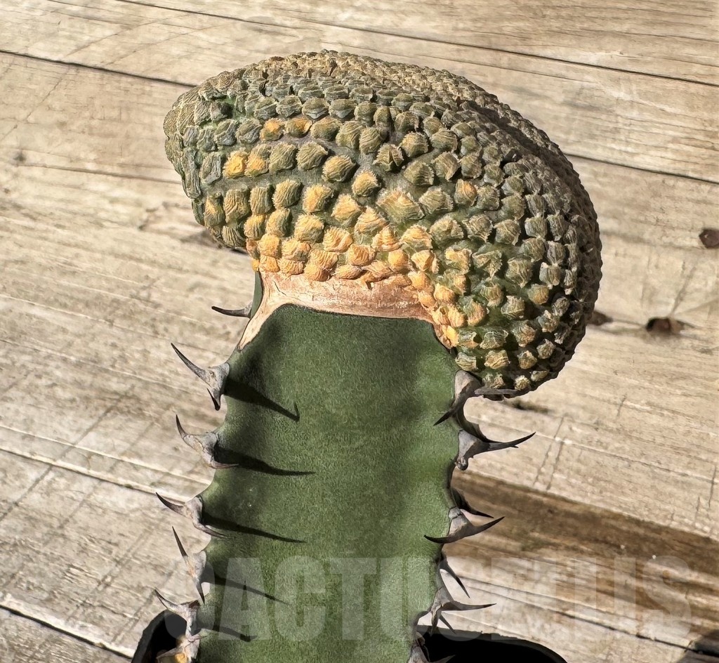 SH24824 Euphorbia piscidermis f. cristata, grafted - Image 2