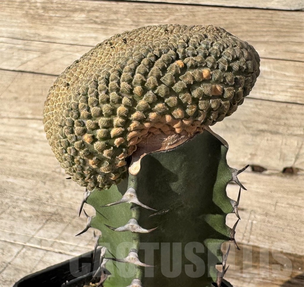 SH24824 Euphorbia piscidermis f. cristata, grafted - Image 3