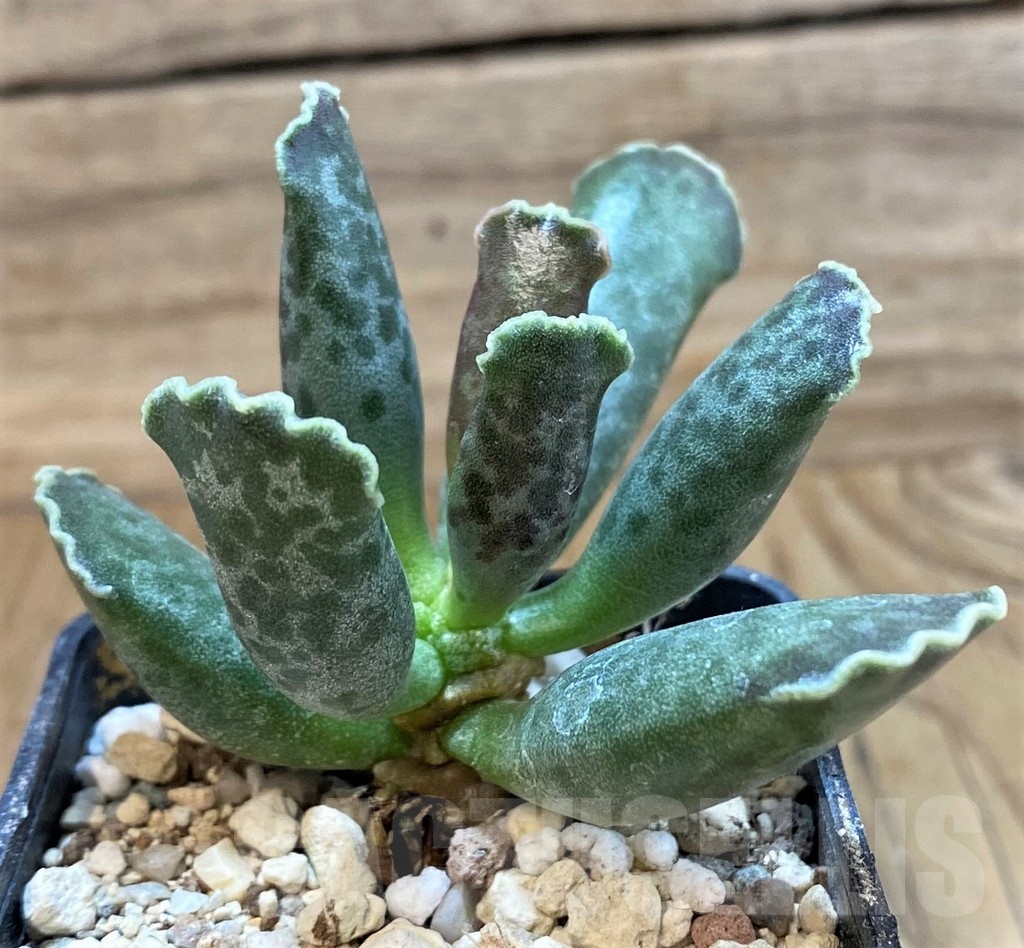 SH24634 Adromischus cooperi v. festivus
