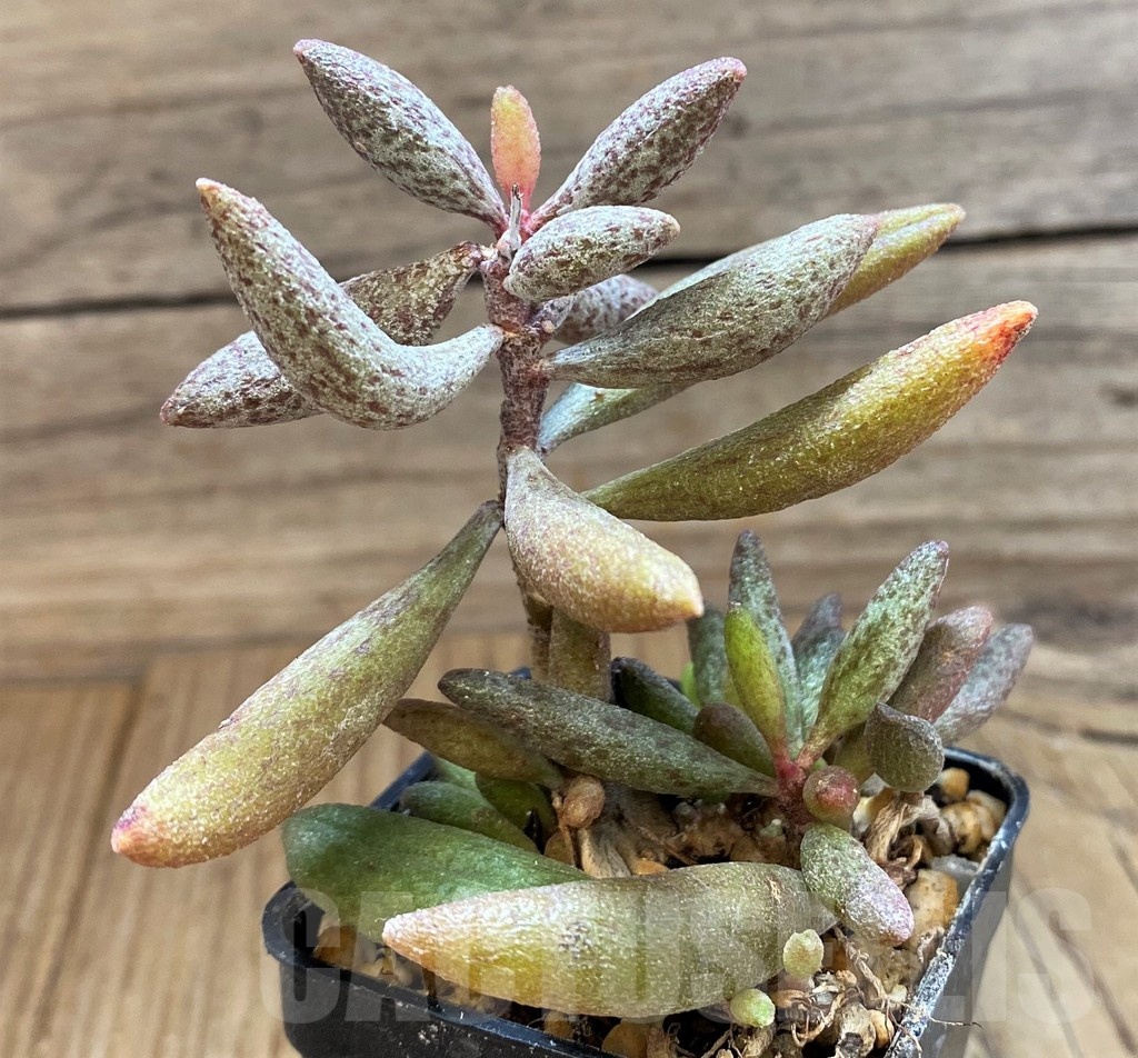 SH24635 Adromischus marianiae PB2838 - Image 2