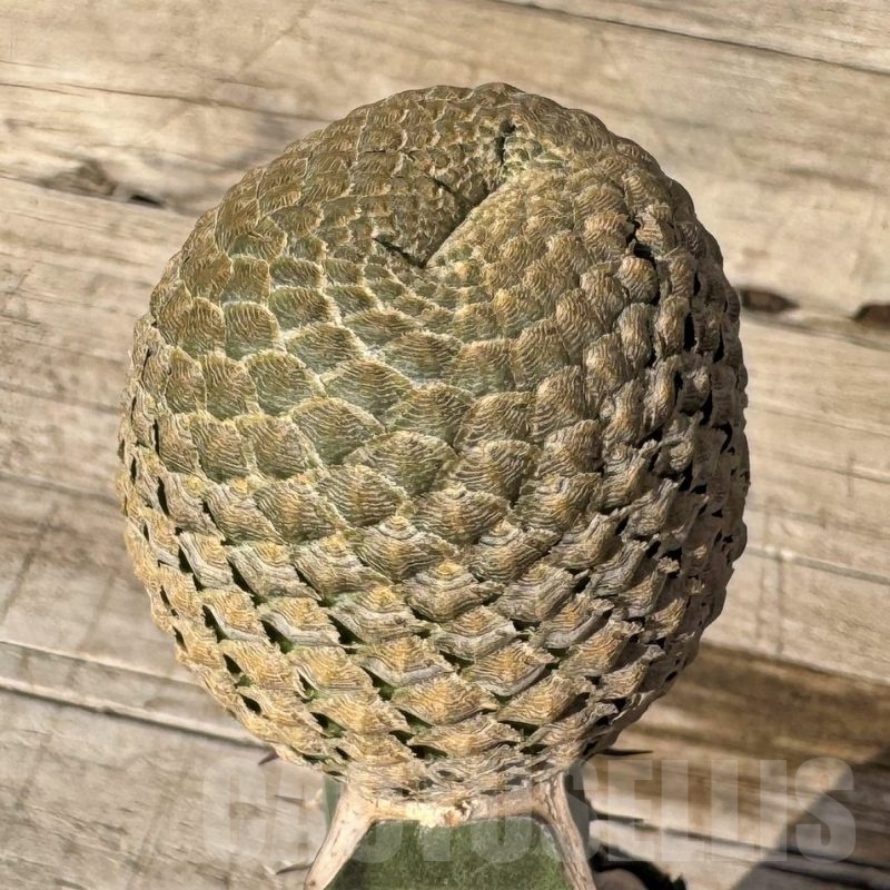 SH24825 Euphorbia piscidermis f. cristata, grafted