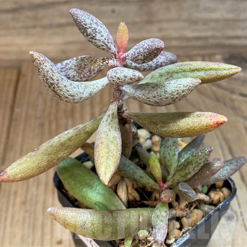 SH24635 Adromischus marianiae PB2838