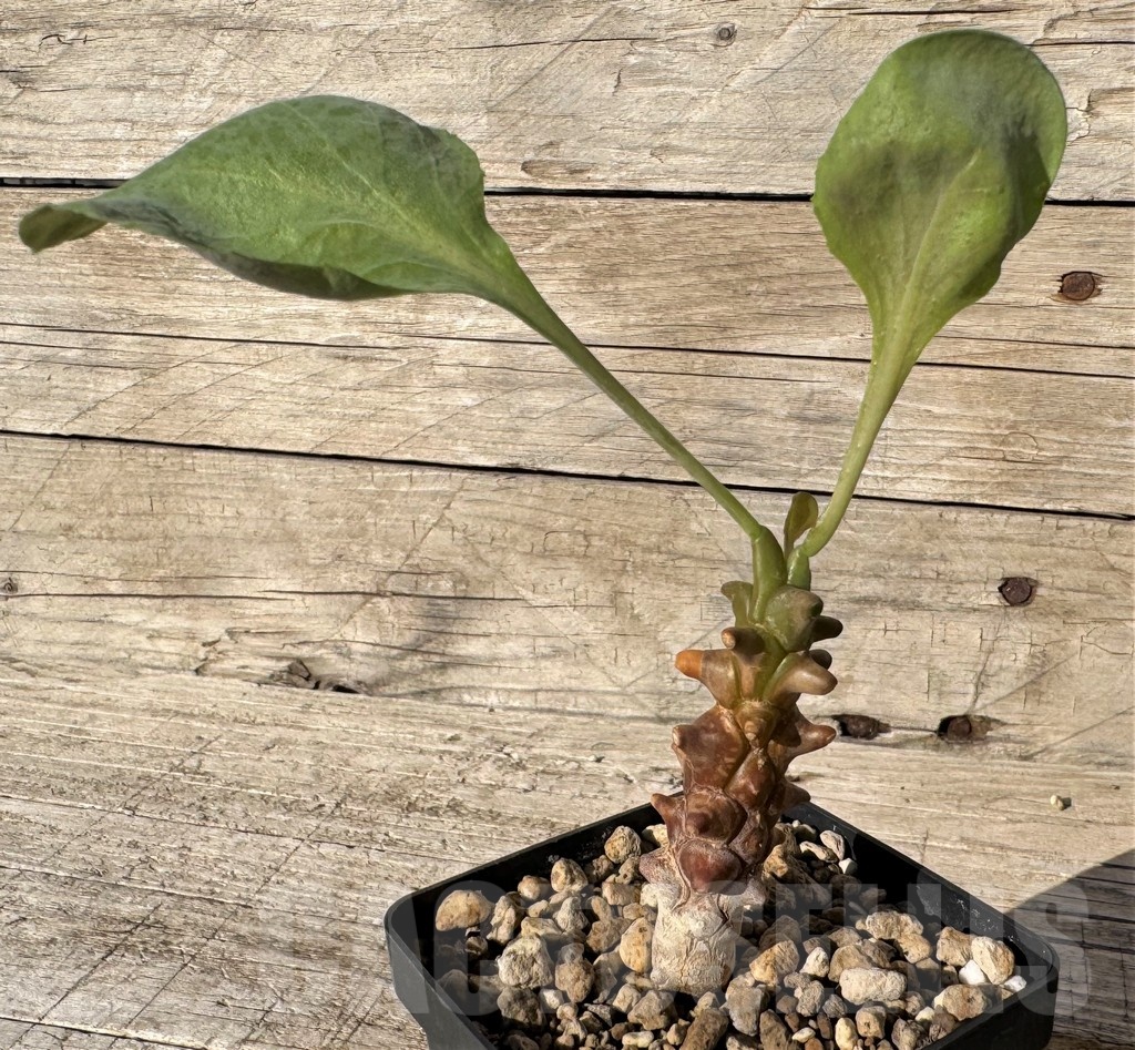 SH24826 Othonna herrei - Image 2