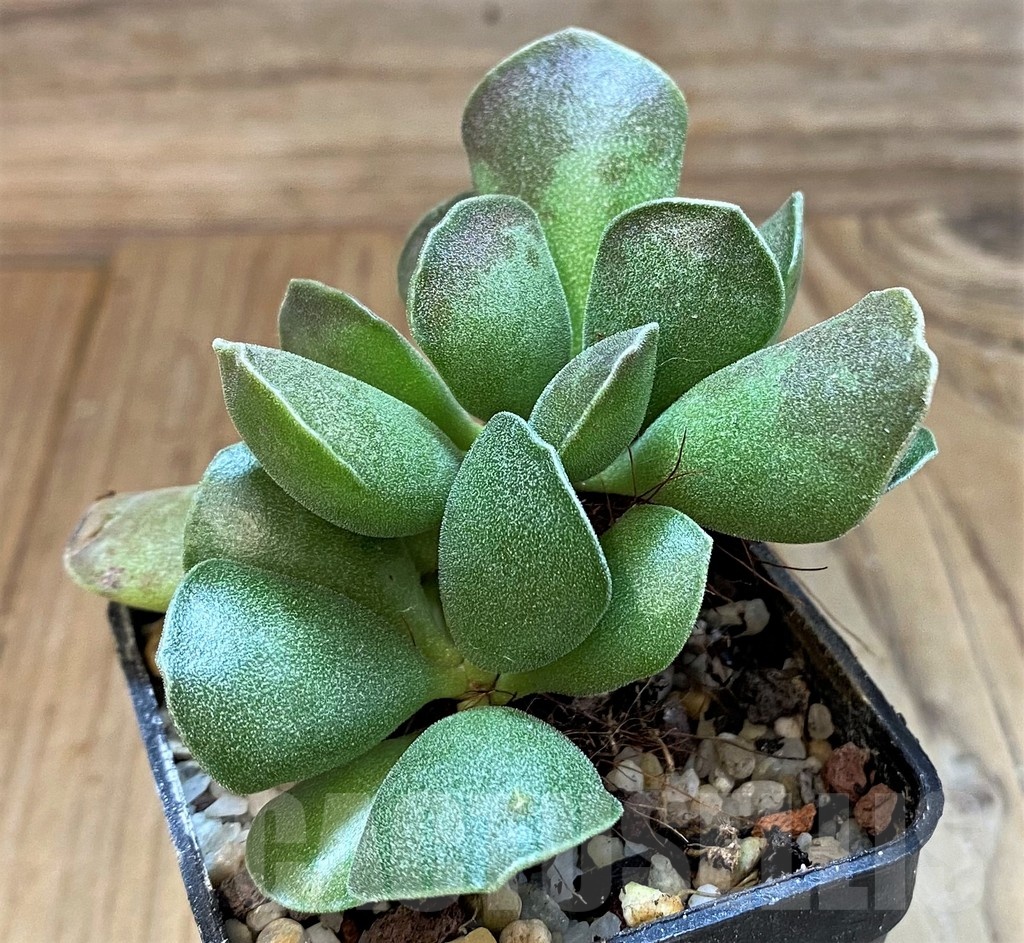 SH24636 Adromischus cooperi x cristatus - Image 2