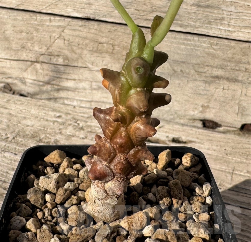 SH24826 Othonna herrei