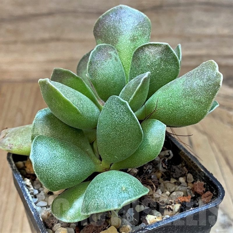 SH24636 Adromischus cooperi x cristatus