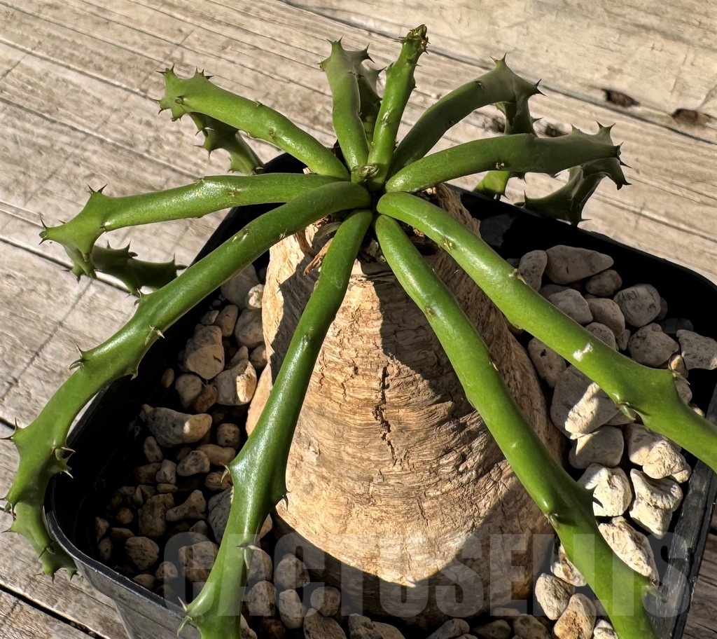 SH24827 Euphorbia decidua ES10264 – Image 3