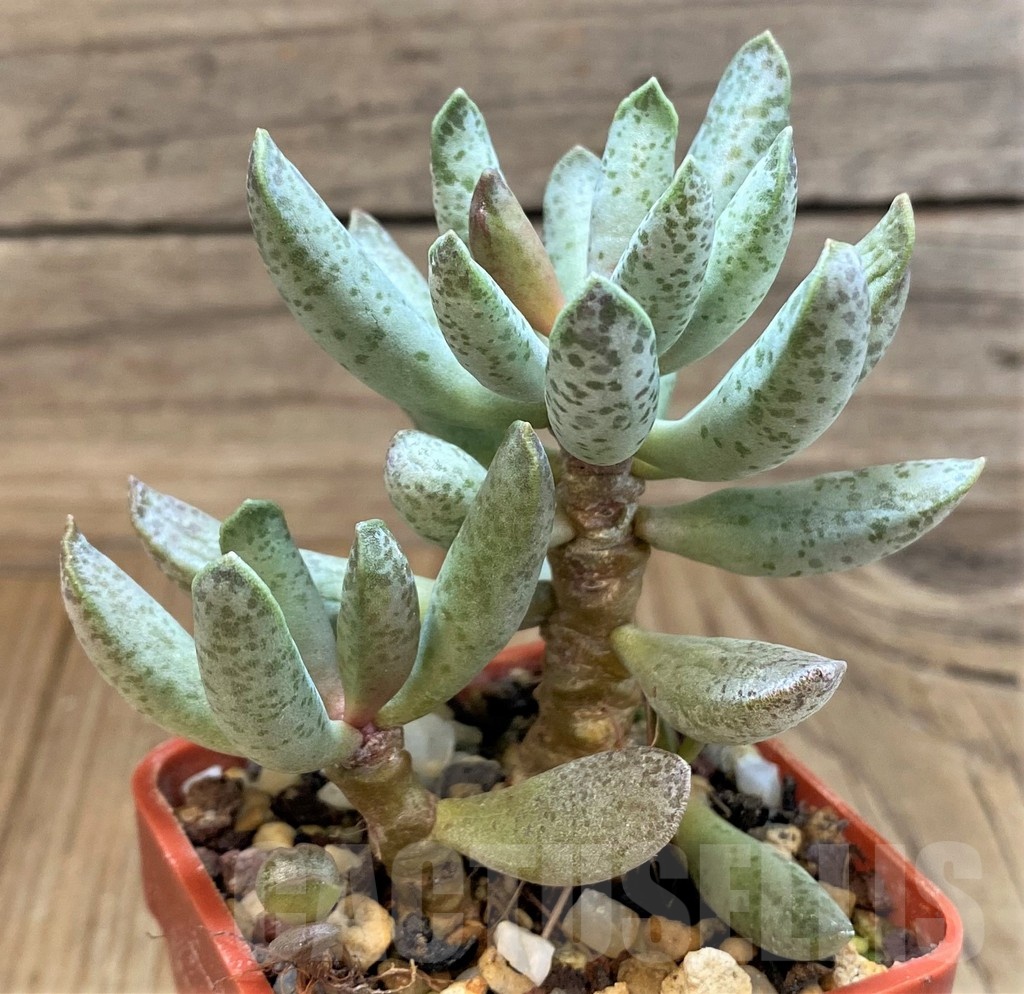 SH24637 Adromischus mammillaris - Image 2