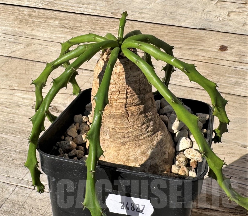 SH24827 Euphorbia decidua ES10264 – Image 2