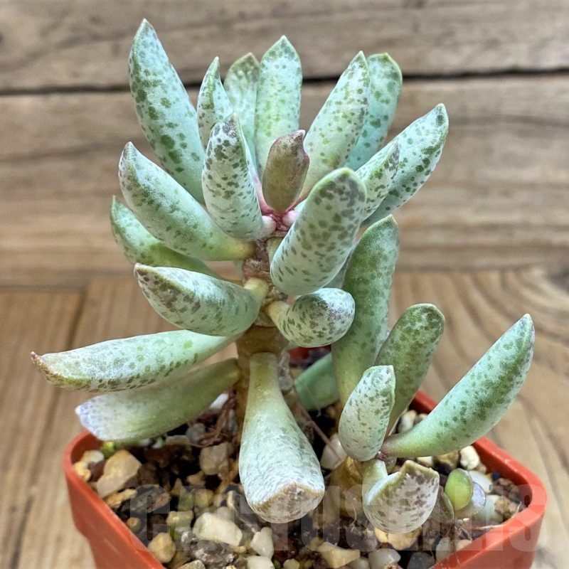 SH24637 Adromischus mammillaris