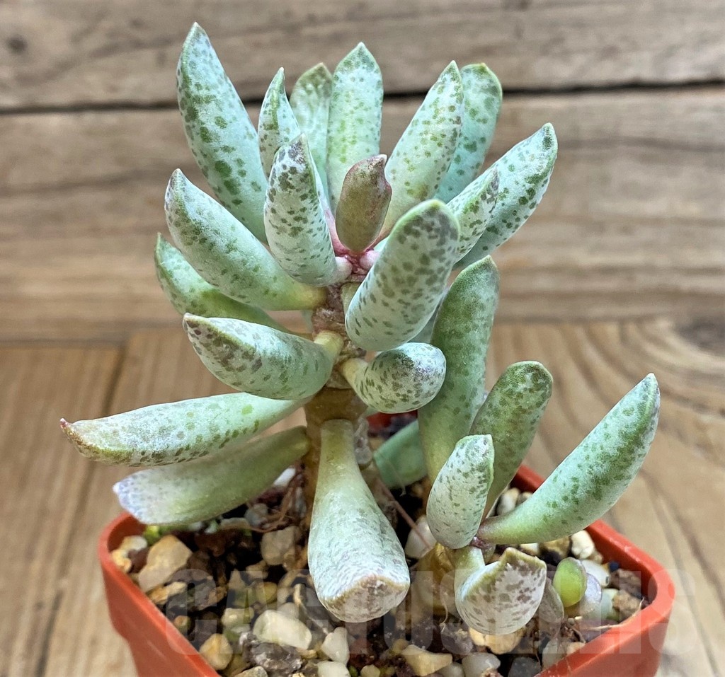 SH24637 Adromischus mammillaris