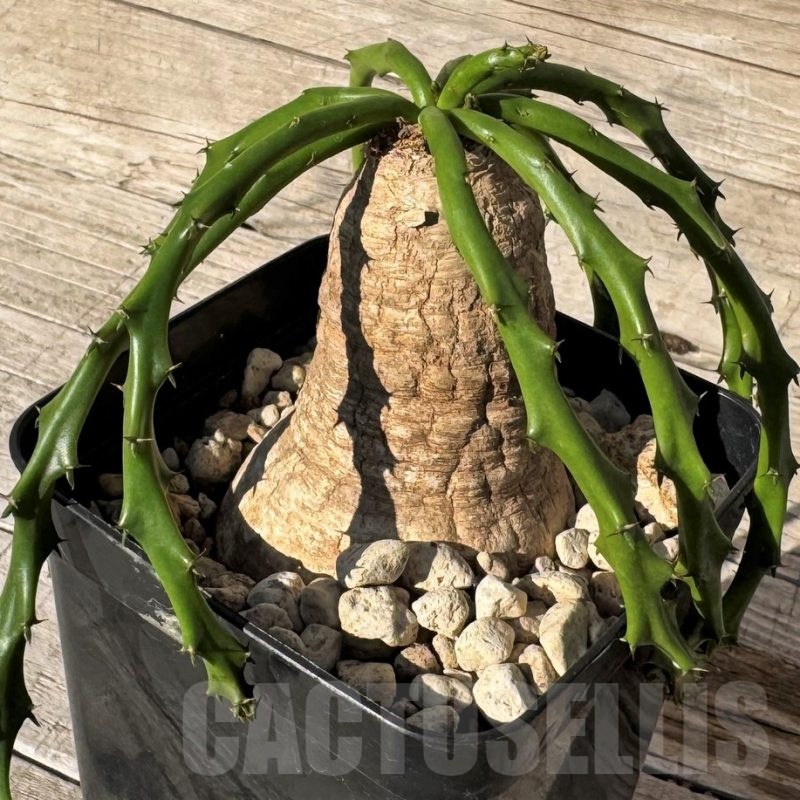 SH24827 Euphorbia decidua ES10264