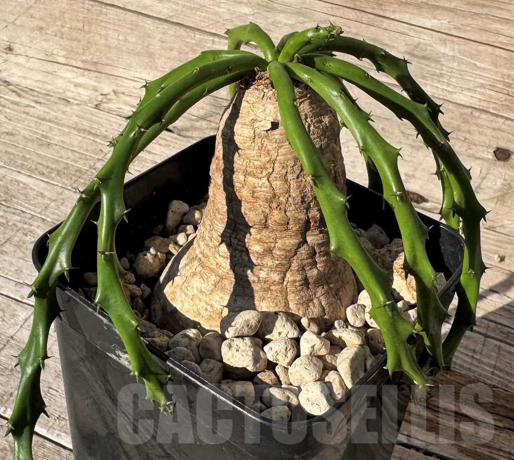 SH24827 Euphorbia decidua ES10264